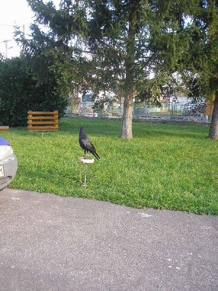 Fotogaléria Sokoliar v našej materskej škole (47) Sokoliar v našej materskej škole