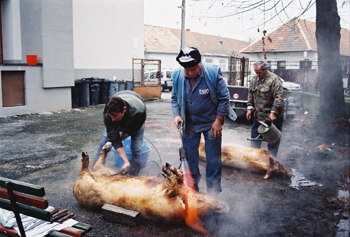 Fotogaléria Obecná zabíjačka 2018 (45) Obecná zabíjačka 2018